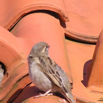 Afbeelding1 Keramische vogeldakpan.jpg (1)