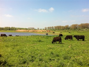 Nieuwe_natuur_dankzij_kleiwinning